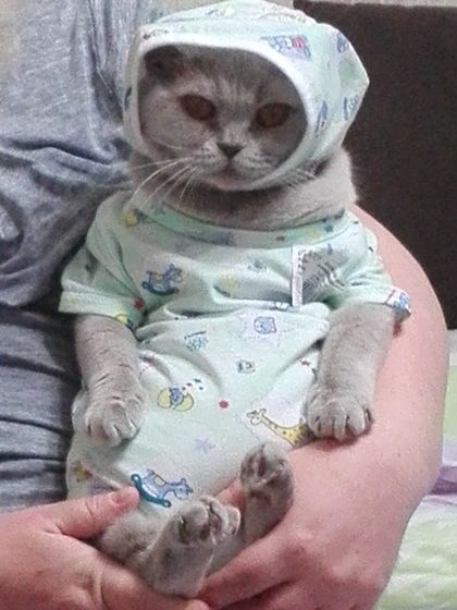 тренируюсь на кошках