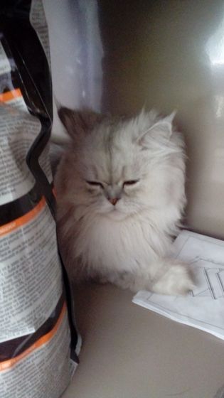 Кот в добрые руки