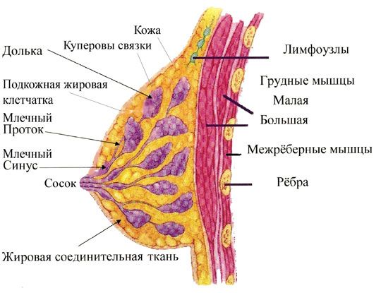 Когда начинает болеть грудь при беременности?