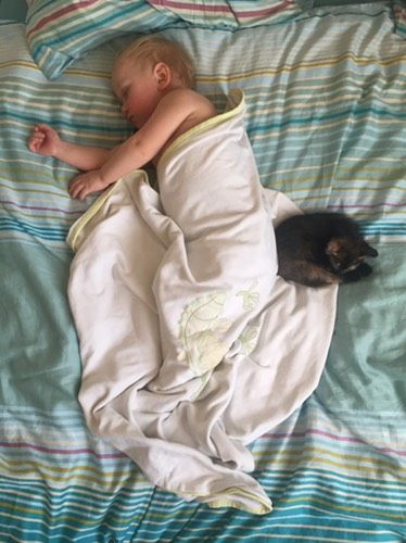 Мои котята