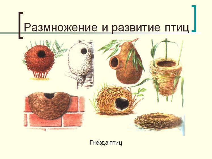 тн орнитологи. Задания