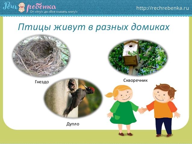 тн орнитологи. Задания