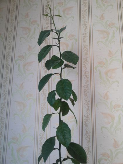 Мандарин