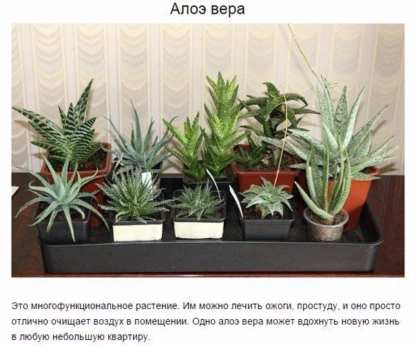 9 комнатных растений, которые отлично чистят воздух