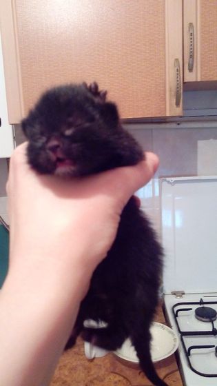 Sos!!!!СТАВРОПОЛЬ !!!!Срочно нужна кормящая кошка!!!!Нашла 2 котят им неделя максимум,отказываются есть!!!!Помогите пожалуйста …