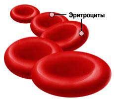 Продукты, богатые железом