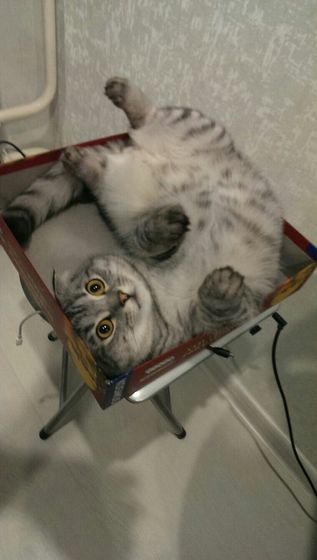 Царь! Очень приятно, Царь!