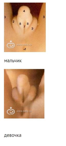 Определение пола на первом скрининге - мифы и реальность