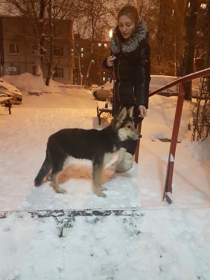 Найдена собака 6-7 мес