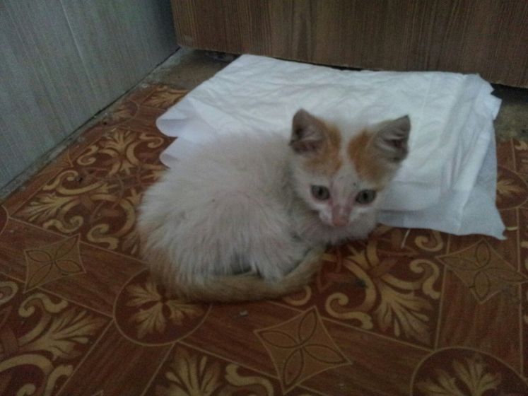 Волгоград котенок