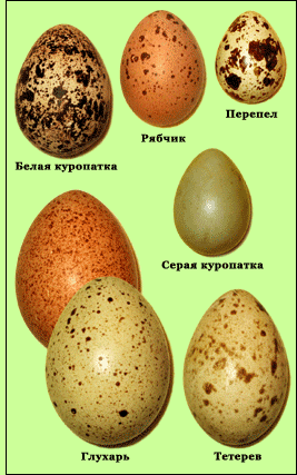 тн орнитологи. Задания