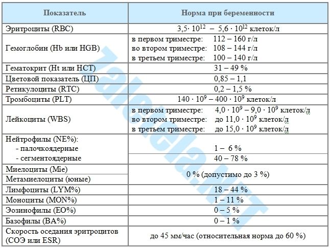 Общий анализ крови при беременности