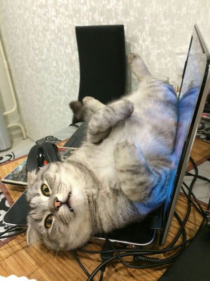 Царь! Очень приятно, Царь!