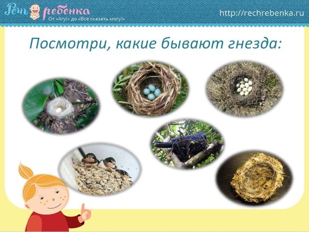 тн орнитологи. Задания