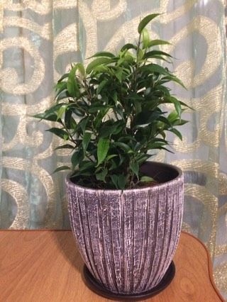 Фикус