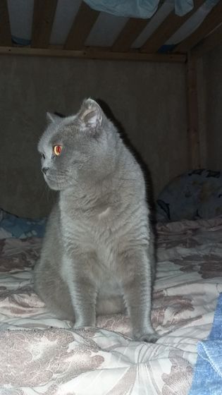 Моя милая кошка уже нашла))) новые заботливые ручки
