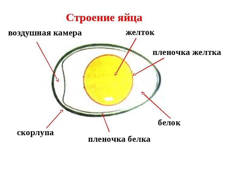 тн орнитологи. Задания