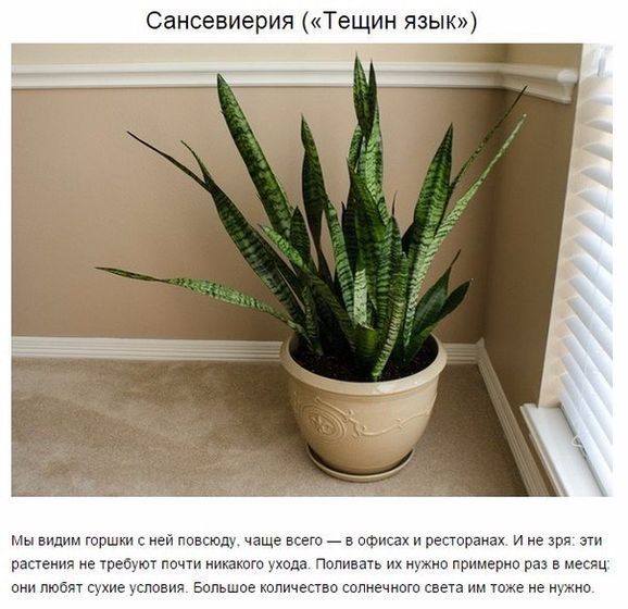 9 комнатных растений, которые отлично чистят воздух