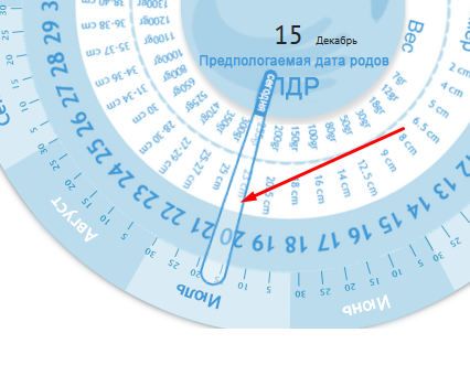 Колесо беременности
