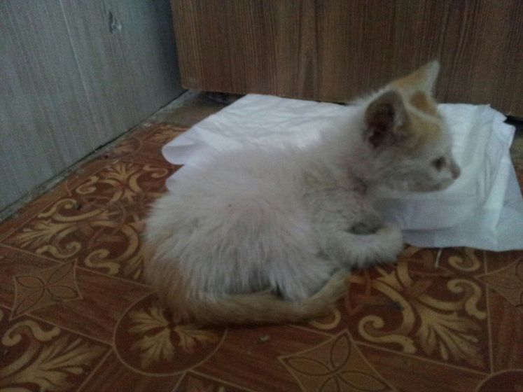 Волгоград котенок