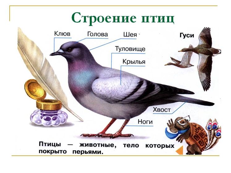 ТН Орнитология (3.9 лет) марафон маленькие ученые-исследователи