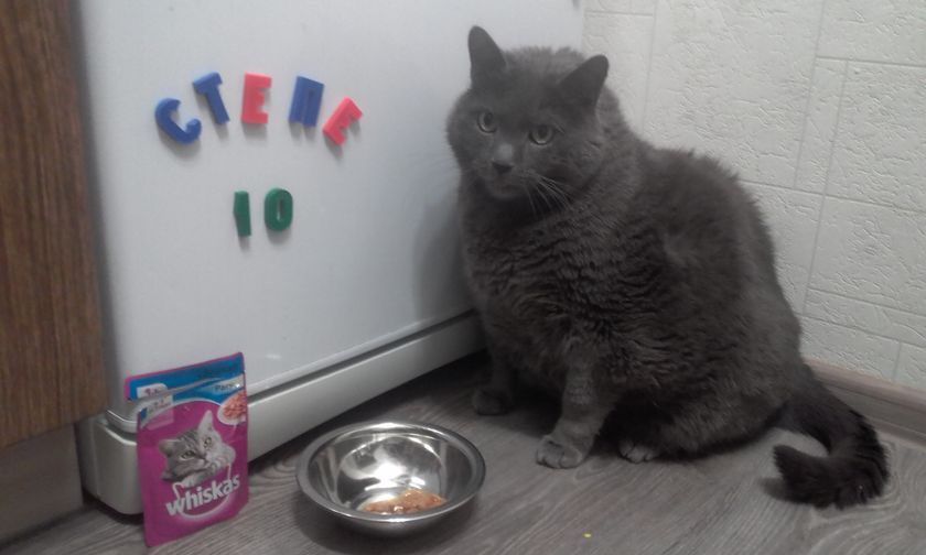 Юбилей! 10 лет! у кота)))))