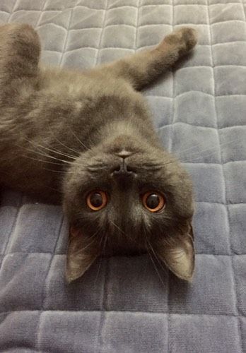 Причуды