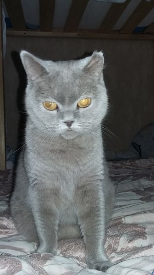 Моя милая кошка уже нашла))) новые заботливые ручки