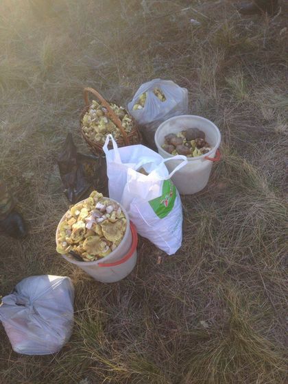 По грибы) и немного др)