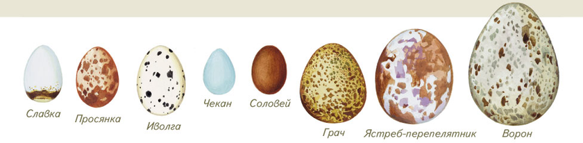 ТН Орнитология (3.9 лет) марафон маленькие ученые-исследователи