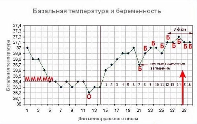 Температура при беременности на ранних сроках