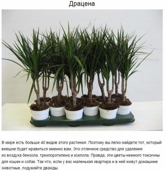 9 комнатных растений, которые отлично чистят воздух