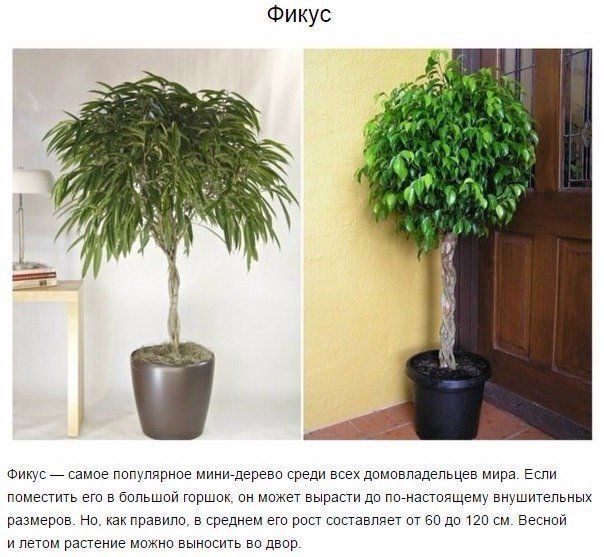 9 комнатных растений, которые отлично чистят воздух