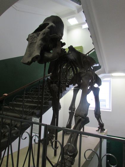 Зоологический музей МГУ, ч.4