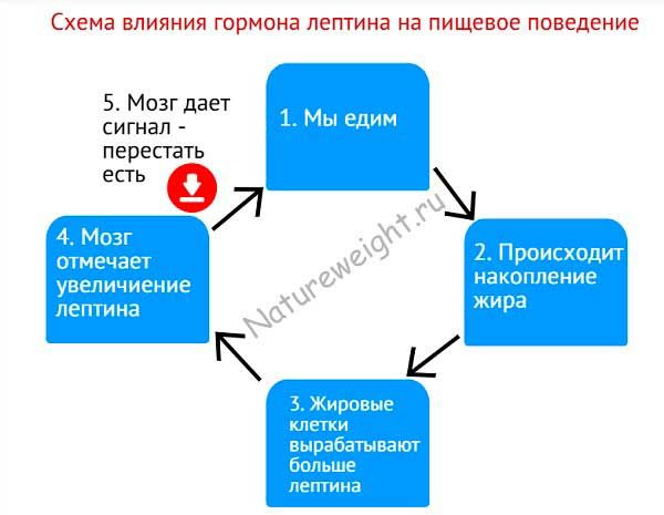 Гормон лептин
