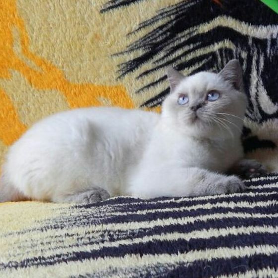 Как назвать котика??