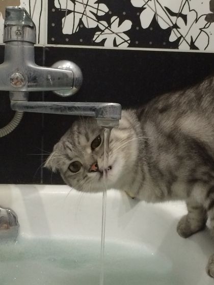 Царь! Очень приятно, Царь!