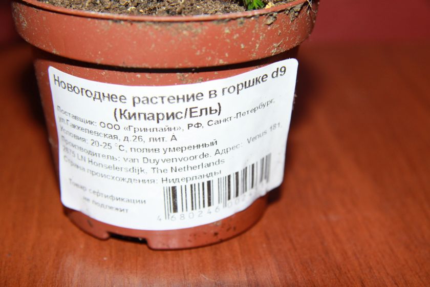 Кипарис