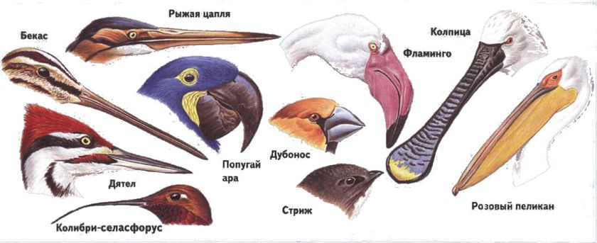 тн орнитологи. Задания
