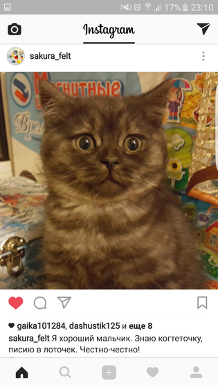 Последний котеночек остался у нас ?