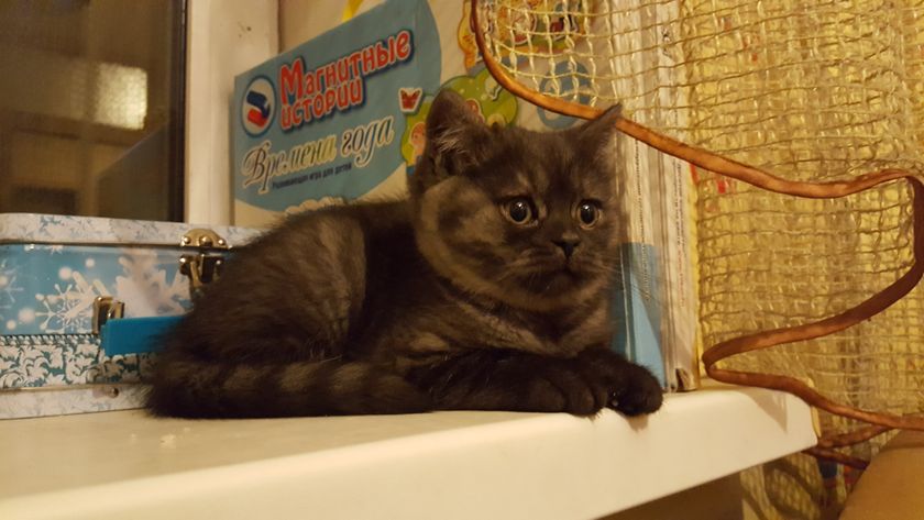 Последний котеночек остался у нас ?