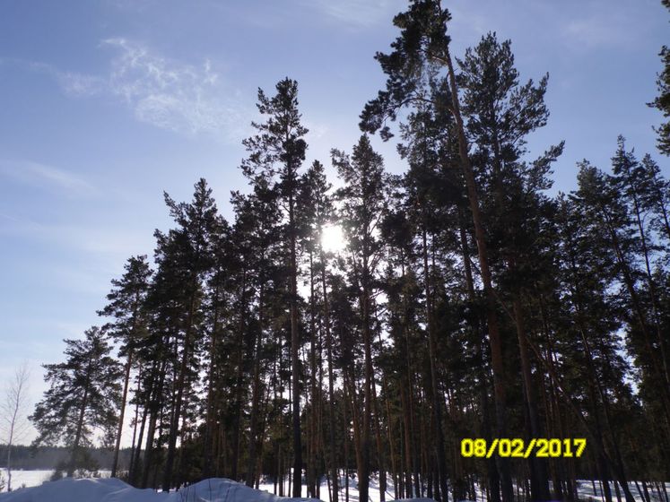 Зимний лес,хоть и на