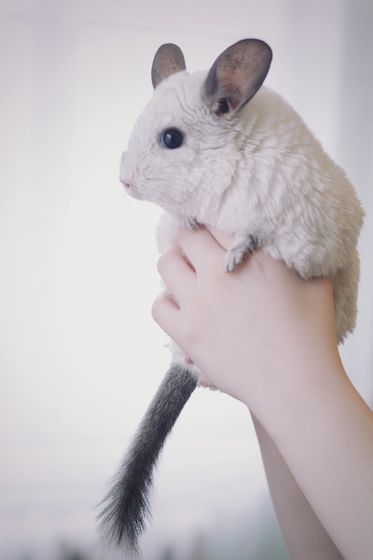 Мой Боничка)