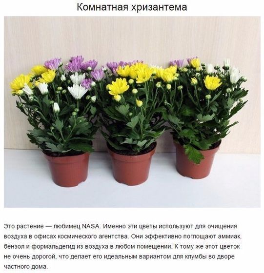 9 комнатных растений, которые отлично чистят воздух