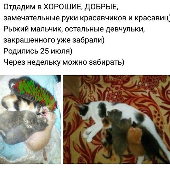 Бийск! Котяточки! В добрые ручки! Может вам или вашим друзьям!