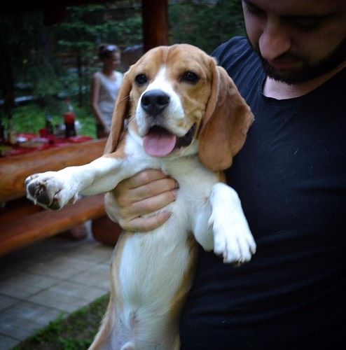 Аллергия у детей на животных😔
