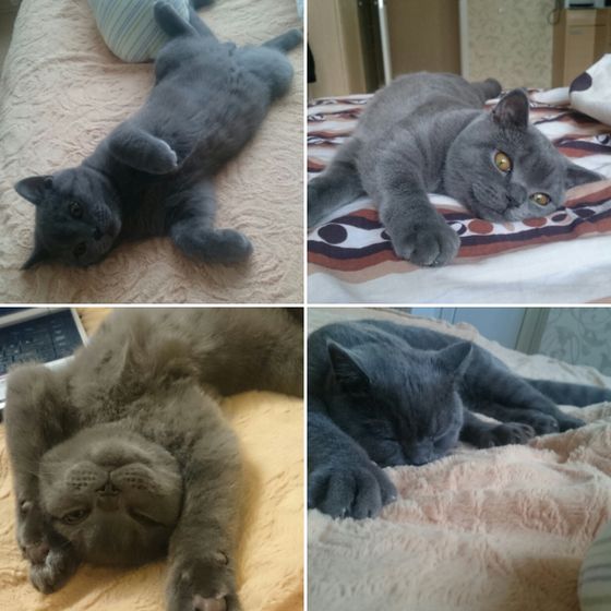 Про кота