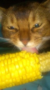 Абиссинскому котику ищем кошечку