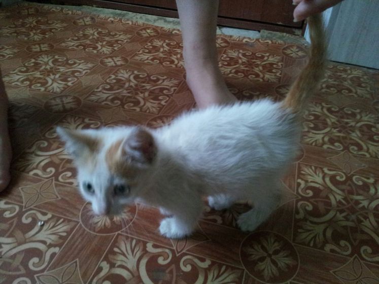Волгоград котенок