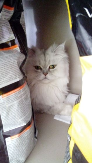 Кот в добрые руки